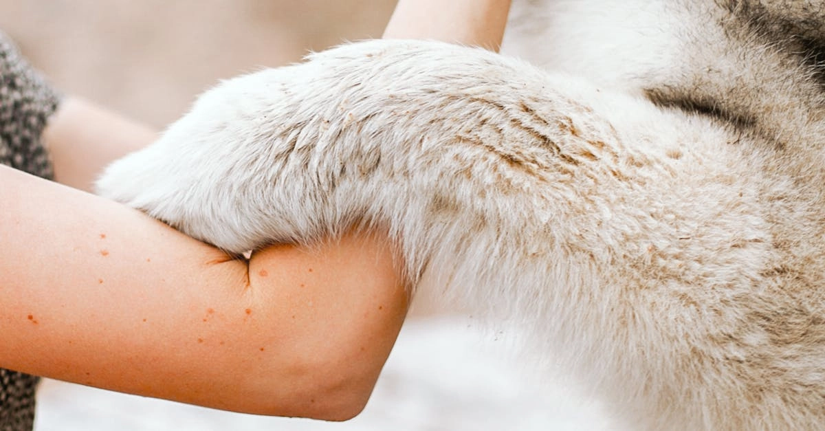 Программы лояльности казино без депозита для настоящих авантюристов