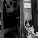 Экстремальные приключения в слоте The Dog House Megaways